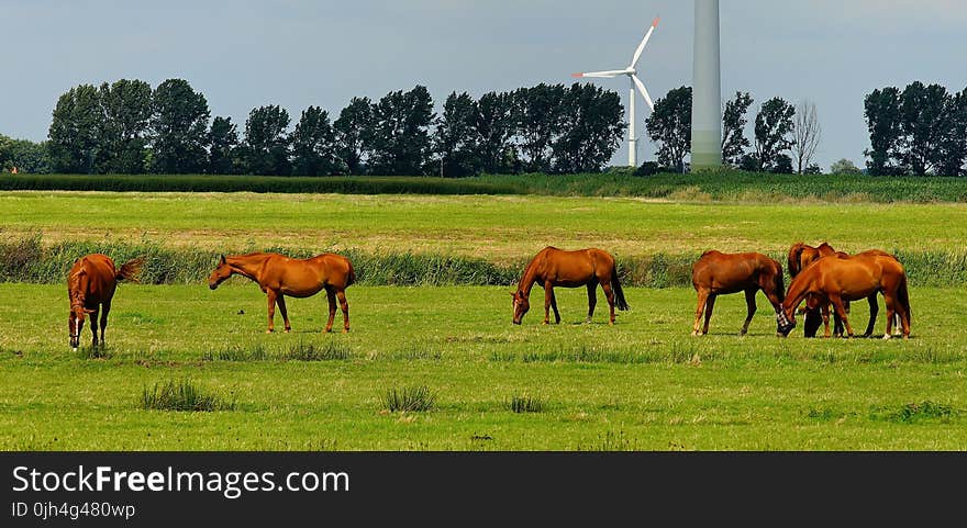 6 Horses on Green Field during Daytime