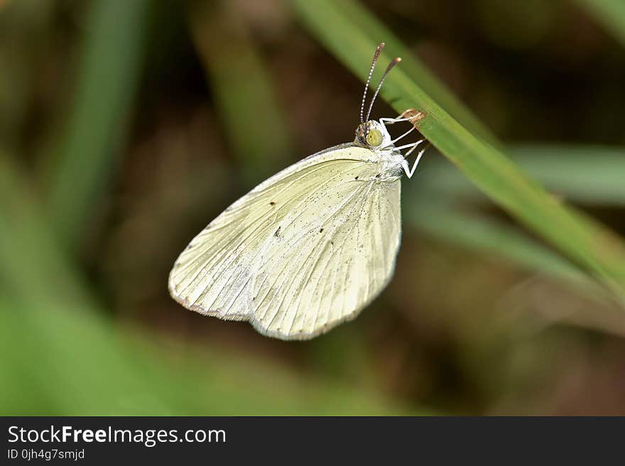 Shallow Focus of White and Green Butterfly