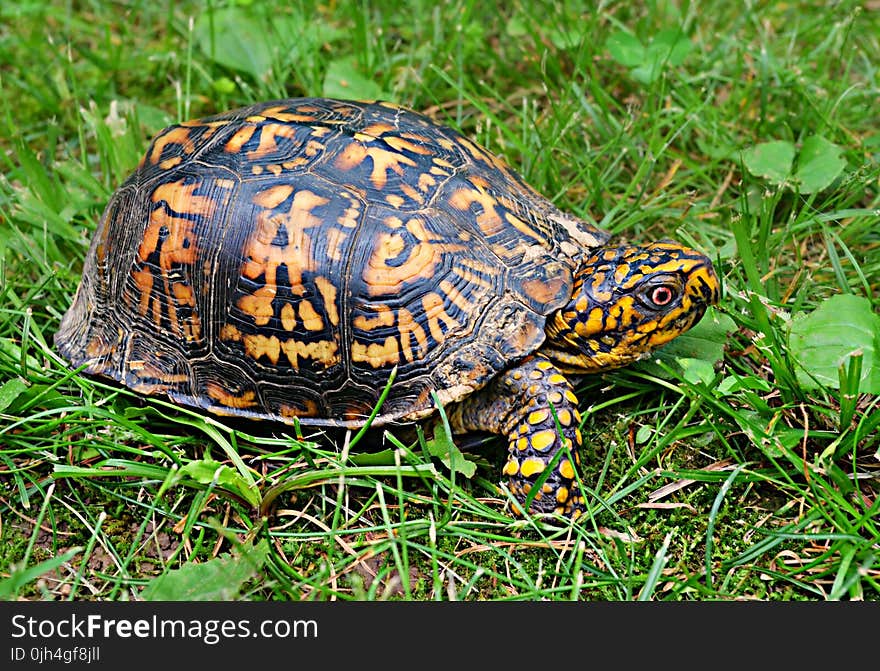 Brown Yellow Tortoise