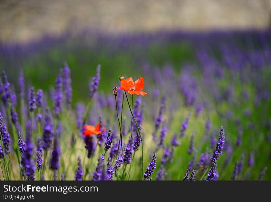 Orange Petal Flowers With Purple Grass during Daytime