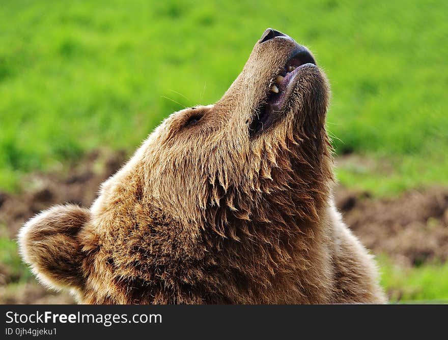 Brown Bear Lying on Green Lawn Grass