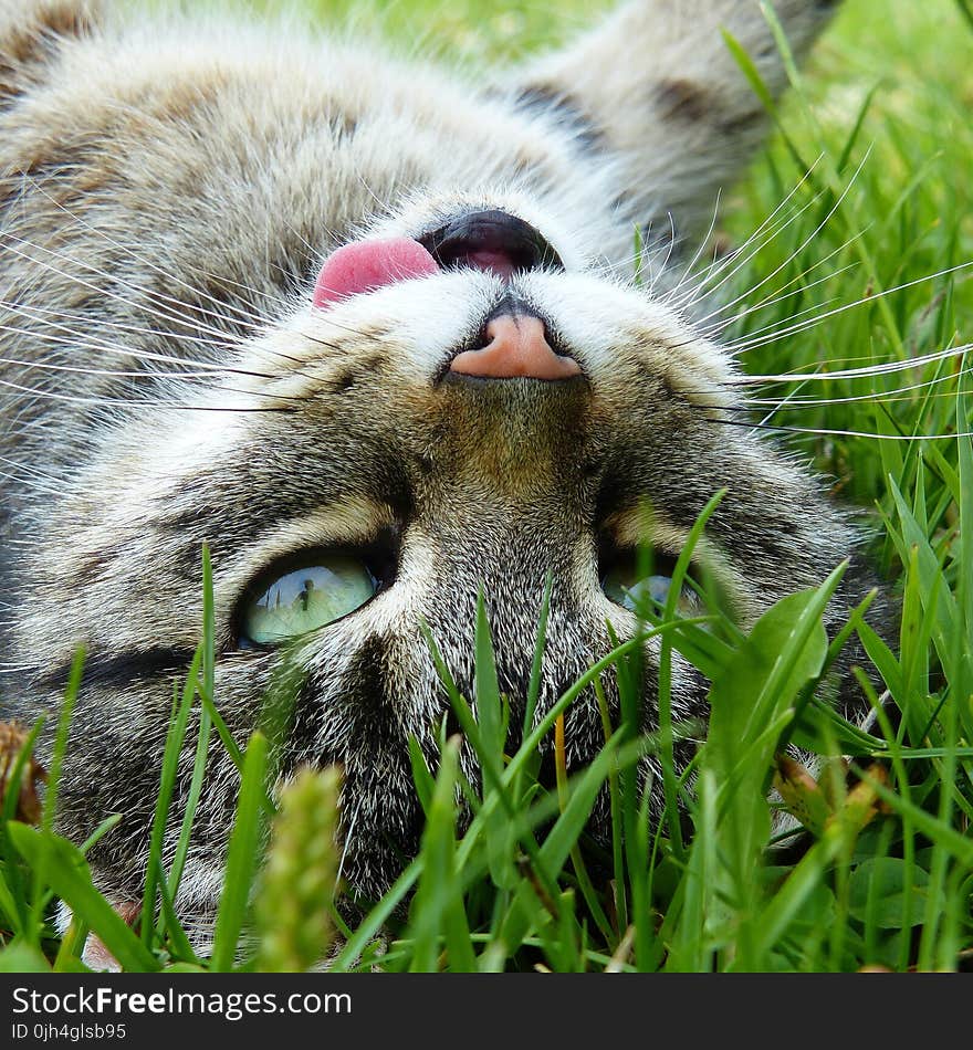 Silver Tabby Cat Lying on Green Grass