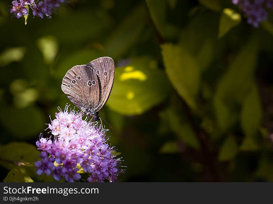 Grey Butterfly on Top of Purple Flower