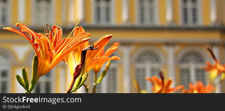 Orange Flowers Beside Buildings during Daytime