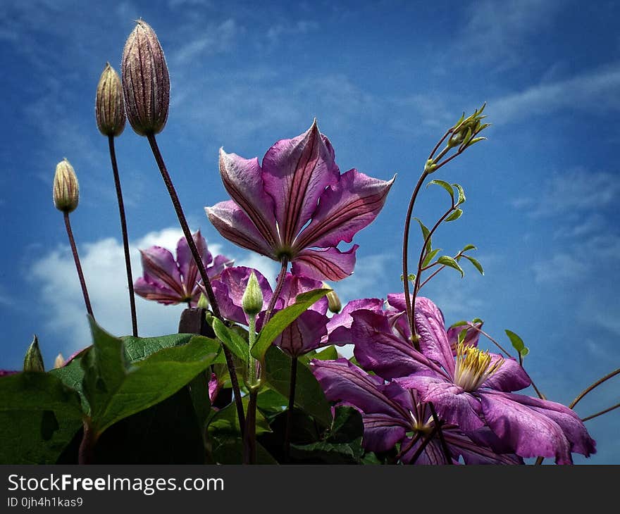 Purple Flowers Under Cloudy Sky in Worms Eye View Photography