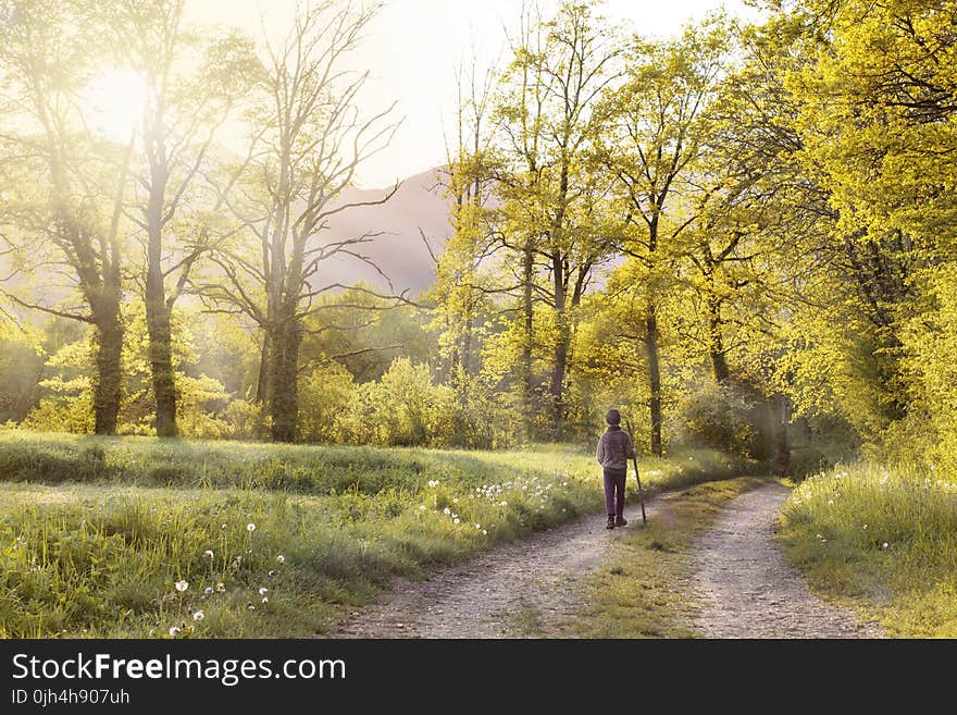 Man Walking in the Forest