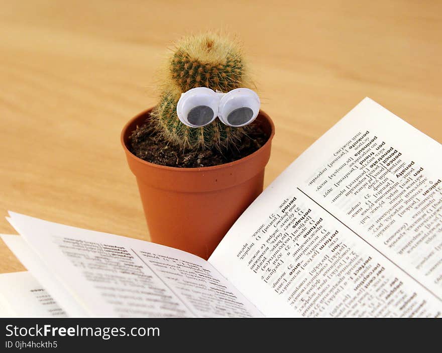 Green Cactus Beside White Book