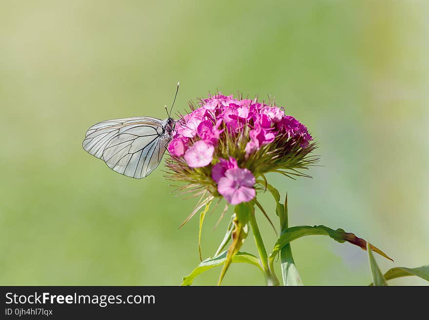 Grey Butterfly Perching on Purple Petal Flower