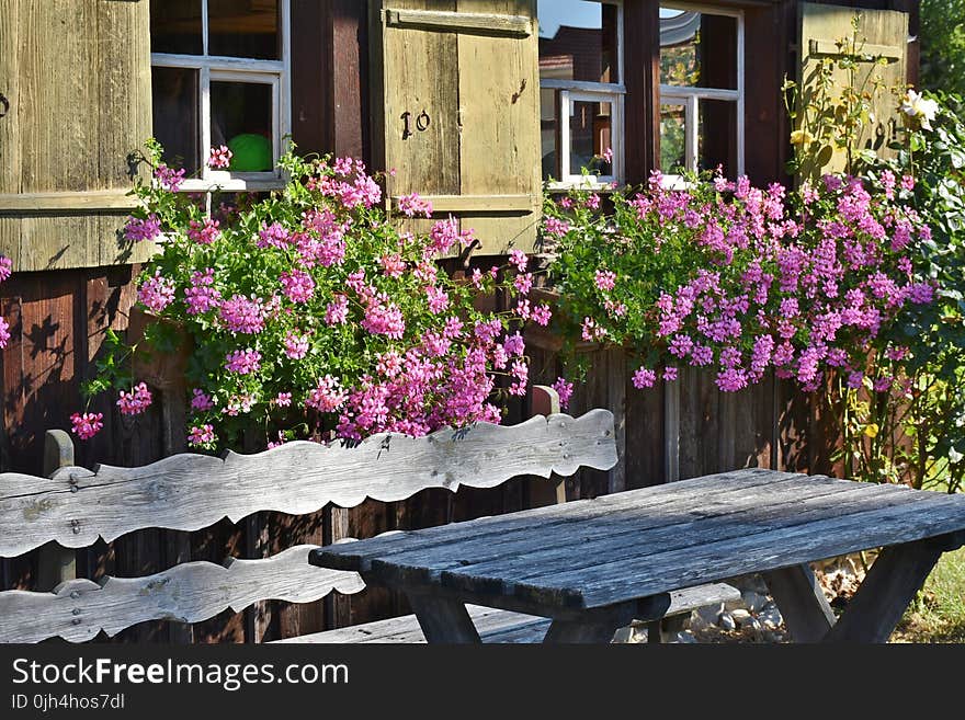 Pink Flowering Plant Behind Brown Wooden Bench