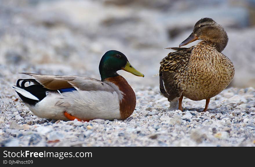 Mallard Duck and Brown Duck Standing on the Stone during Daytime