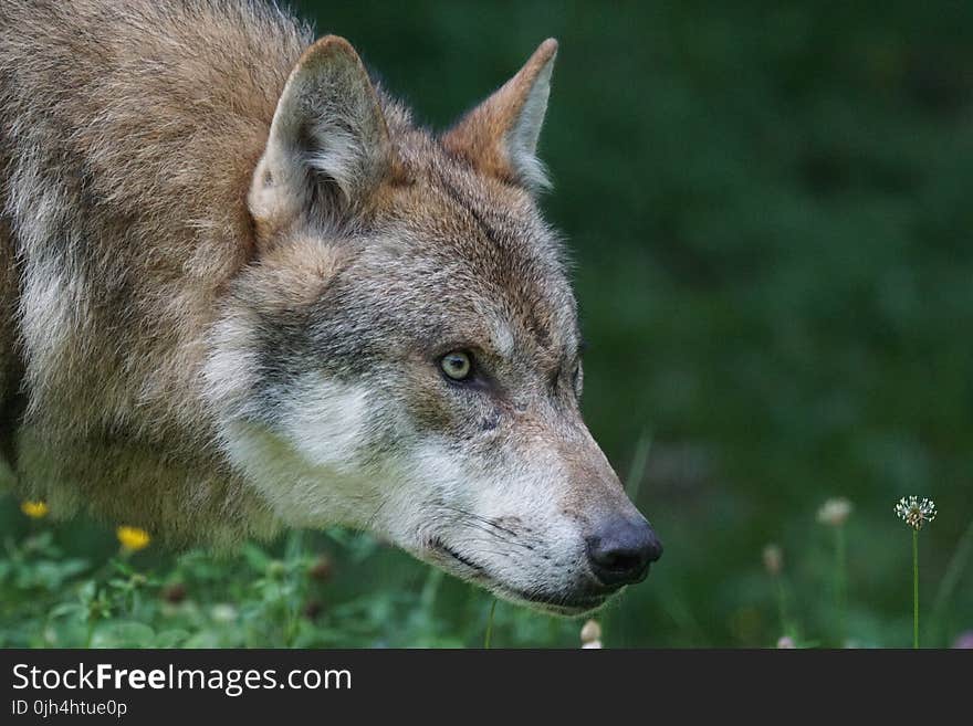 Tan Wolf on Flower Field during Daytime