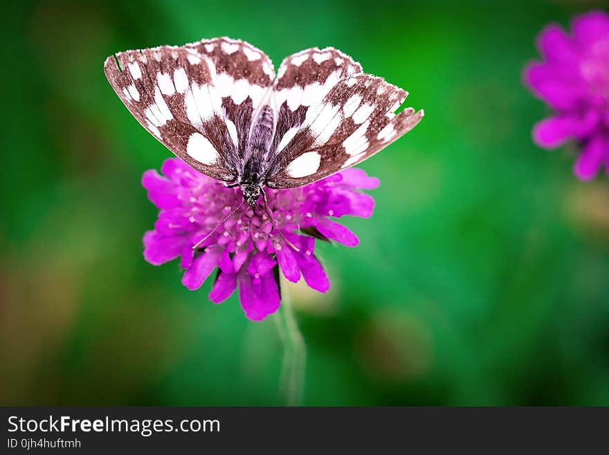 White Brown Butterfly Perched on Purple Flower