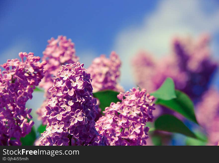 Nature Photography of Focus Pink Petaled Flower