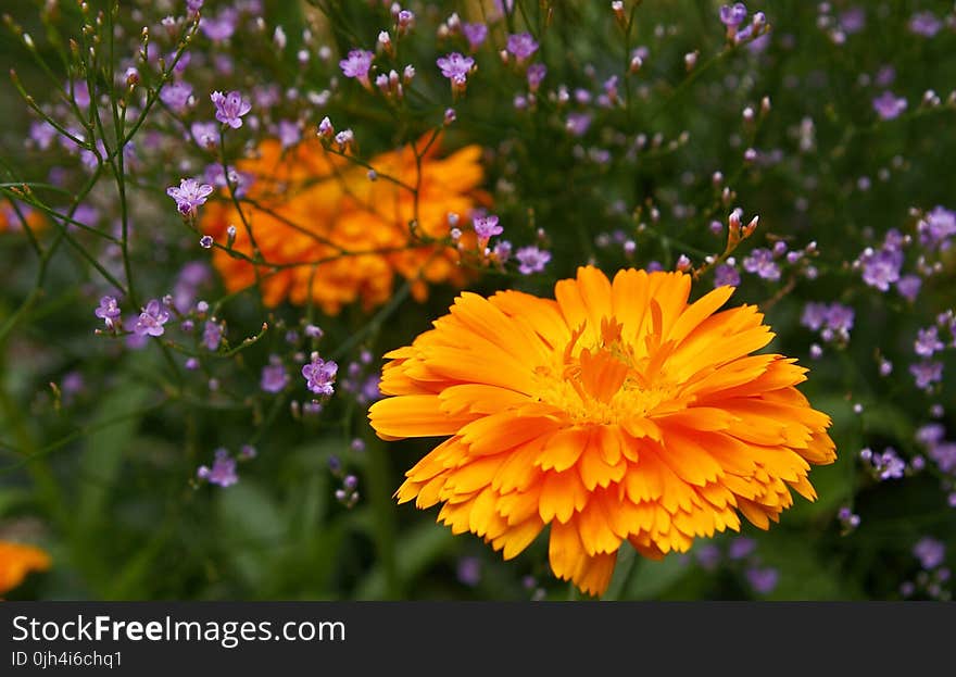 Orange Petaled Flower