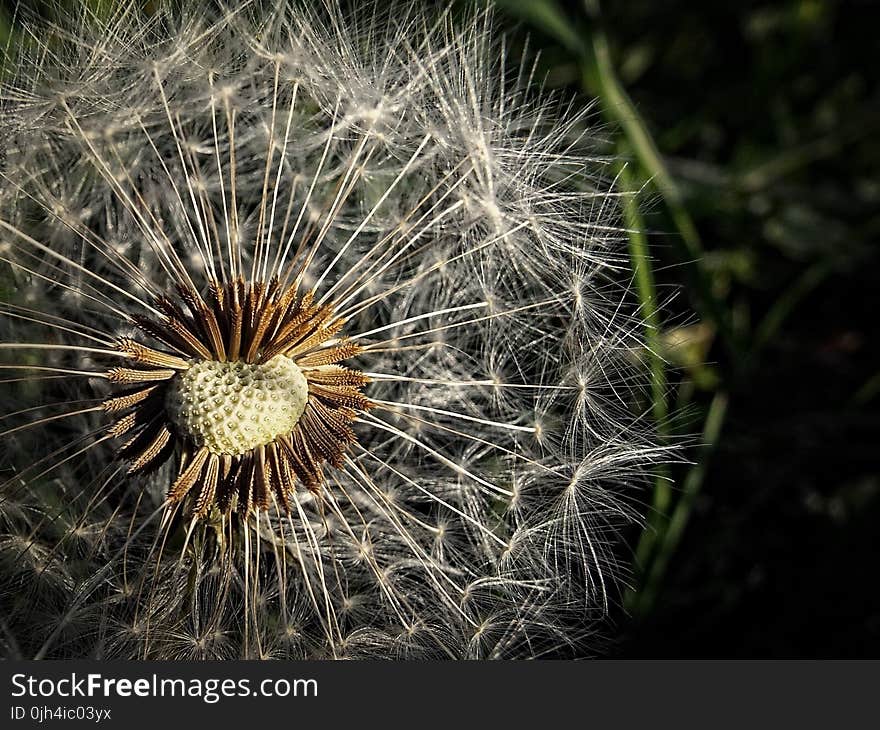 Brown and White Pollen