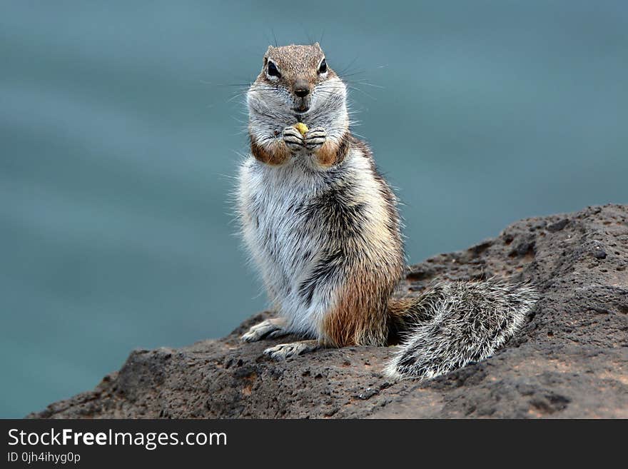 White and Brown Animal at the Cliff