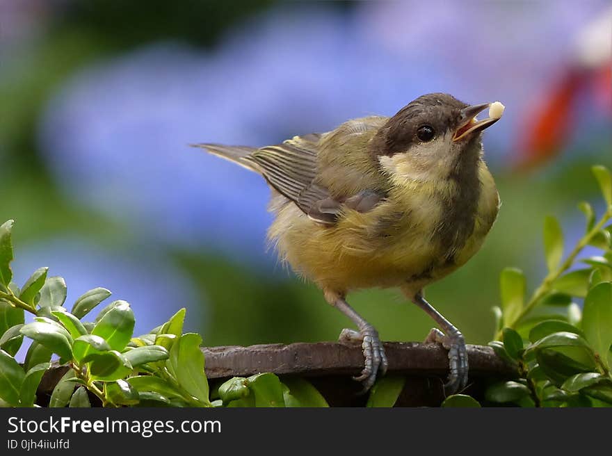 Yellow Brown Bird Perch on Tree