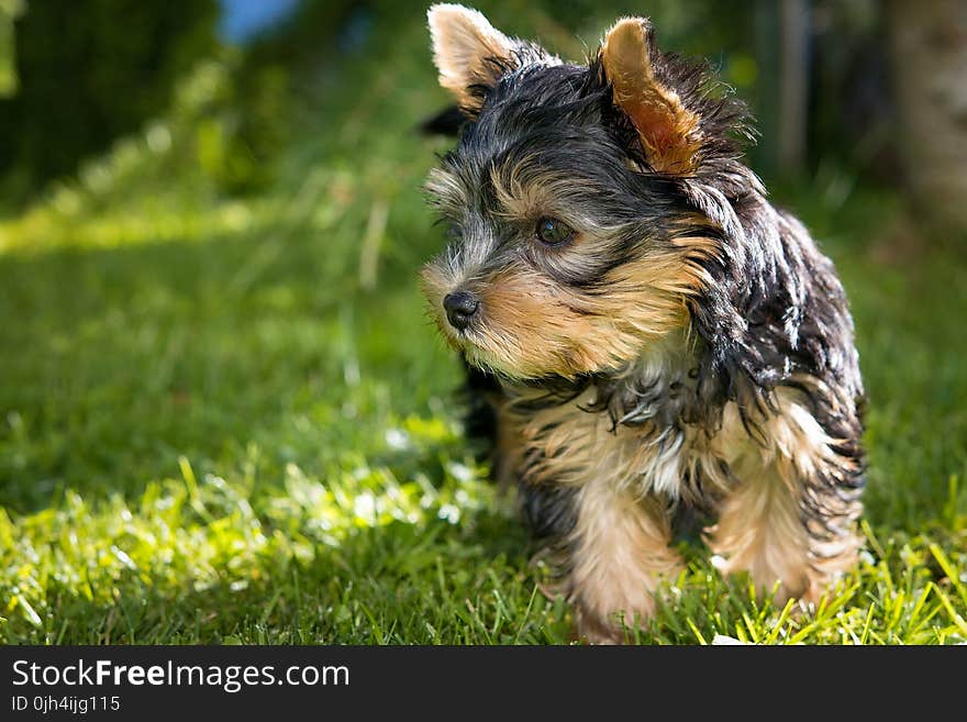 Black Tan Yorkshire Terrier