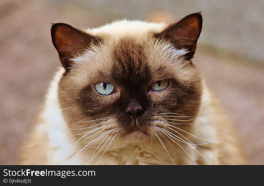 Close-up Photography of Himalayan Cat