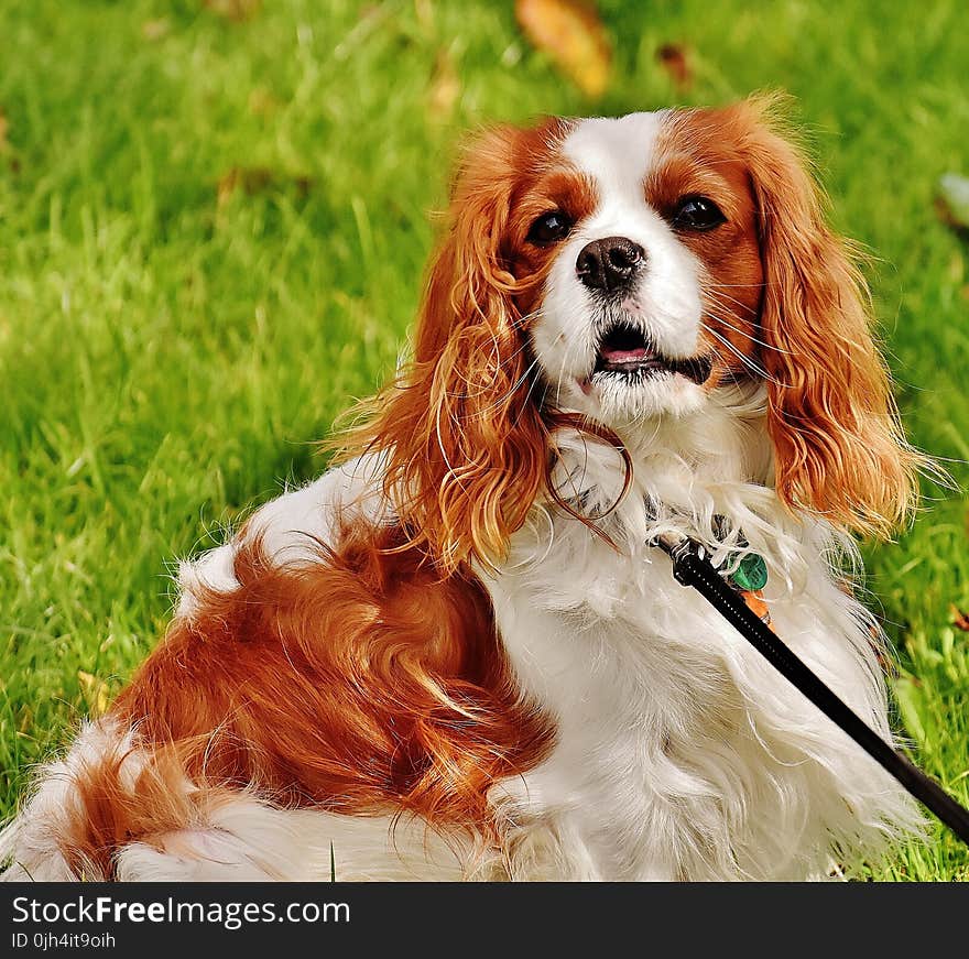 Red and White Cavalier King Charles Spaniel Lying on Green Grass during Daytime