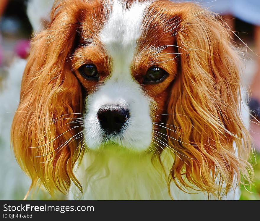 Tan and White Cavalier King Charles Spaniel