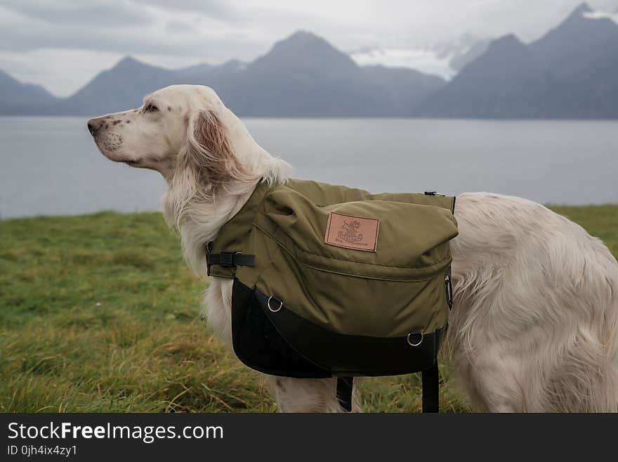 Red Belton English Setter on Grass Field Near Body of Water