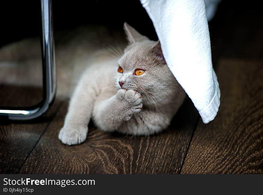 Grey Cat on Brown Textile Beside Stainless Steel Rod