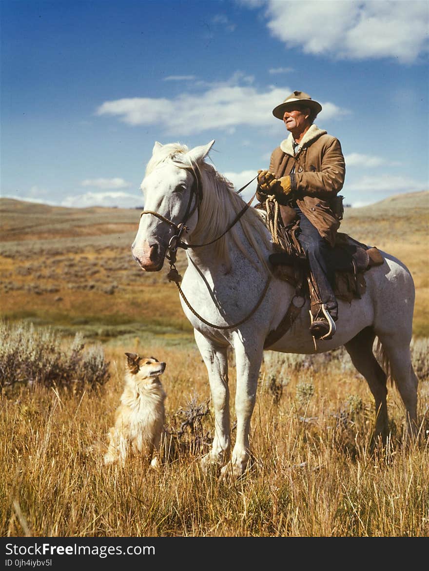 Man on White Horse Next to Dog on Grassy Field