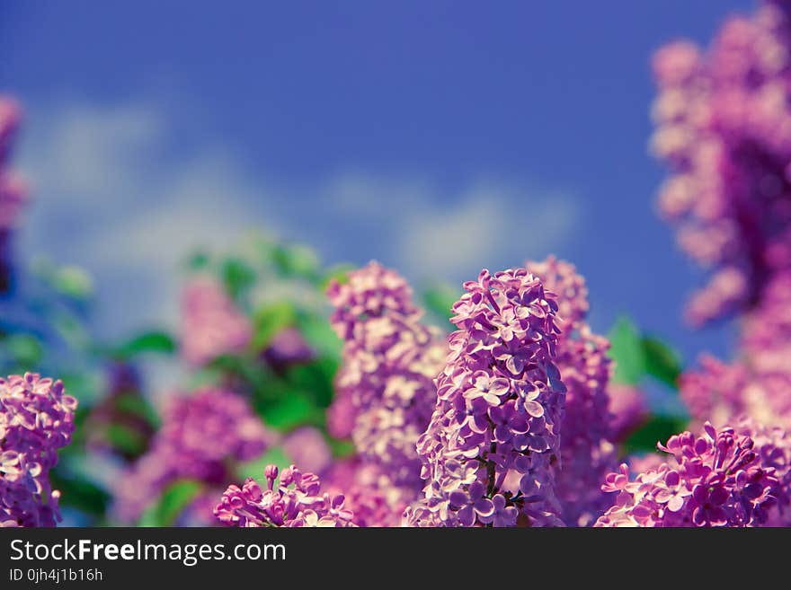 Purple Petal Flower on Tilt Shift Photo during Daytime