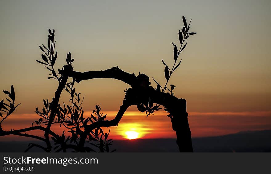 Silhouette Photo of a Tree during Golden Hour