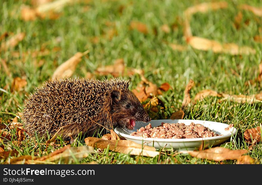 Brown Hedgehod About to Eat on White Ceramic Plate With Brown Dish on Green Grass Field