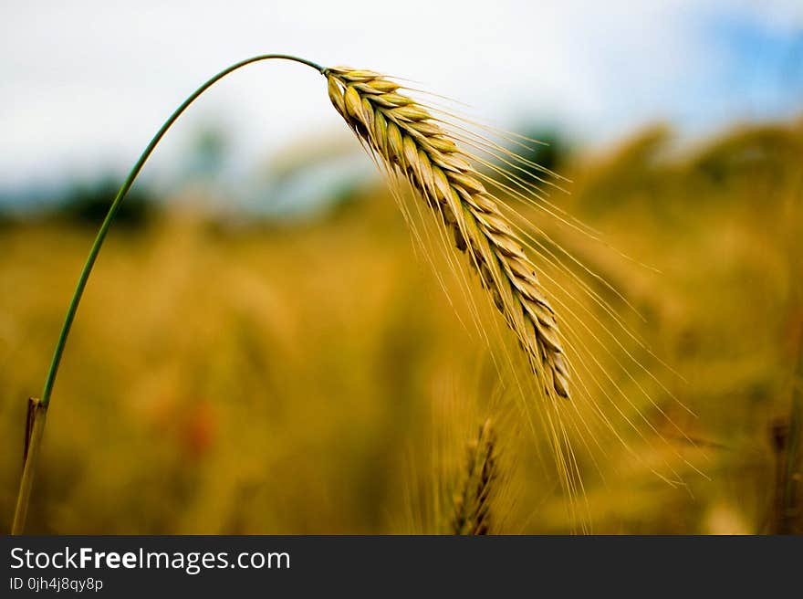 Close Up Photography of Rye