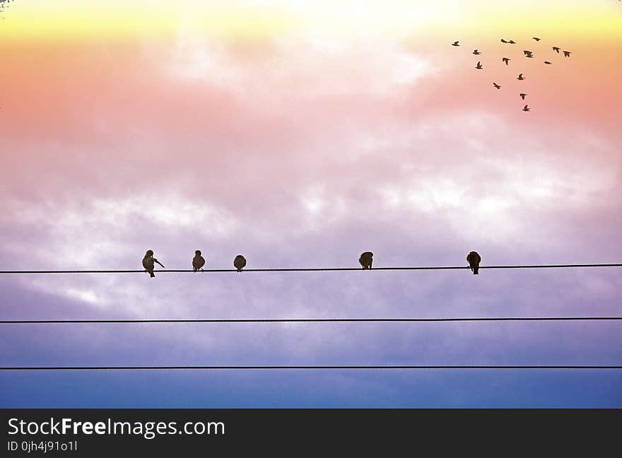 5 Black Feather Bird Standing on Electric Cable