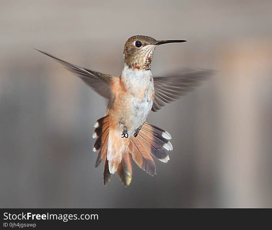 White Brown and Black Hummingbird