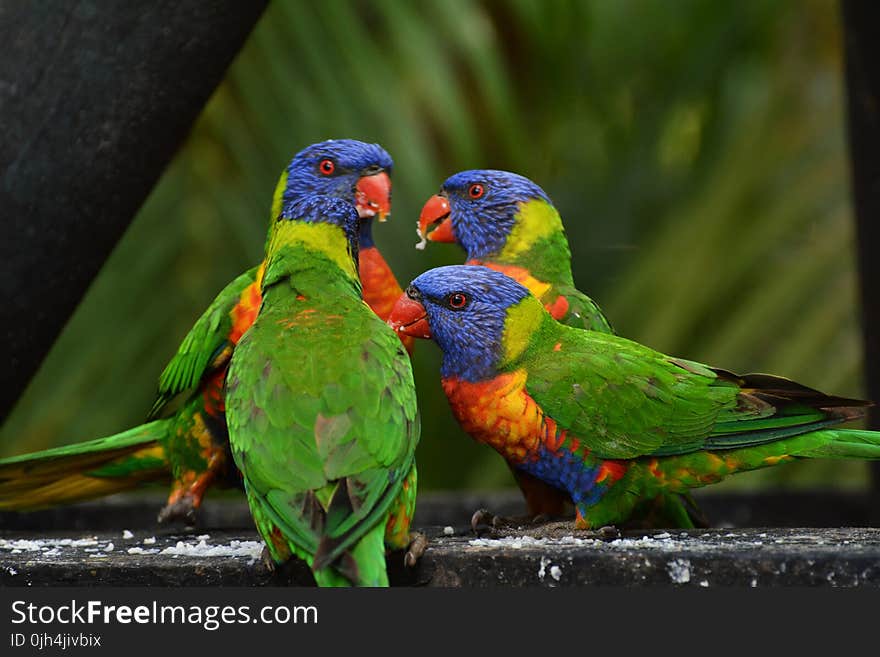 4 Lorikeet on Gray Cement