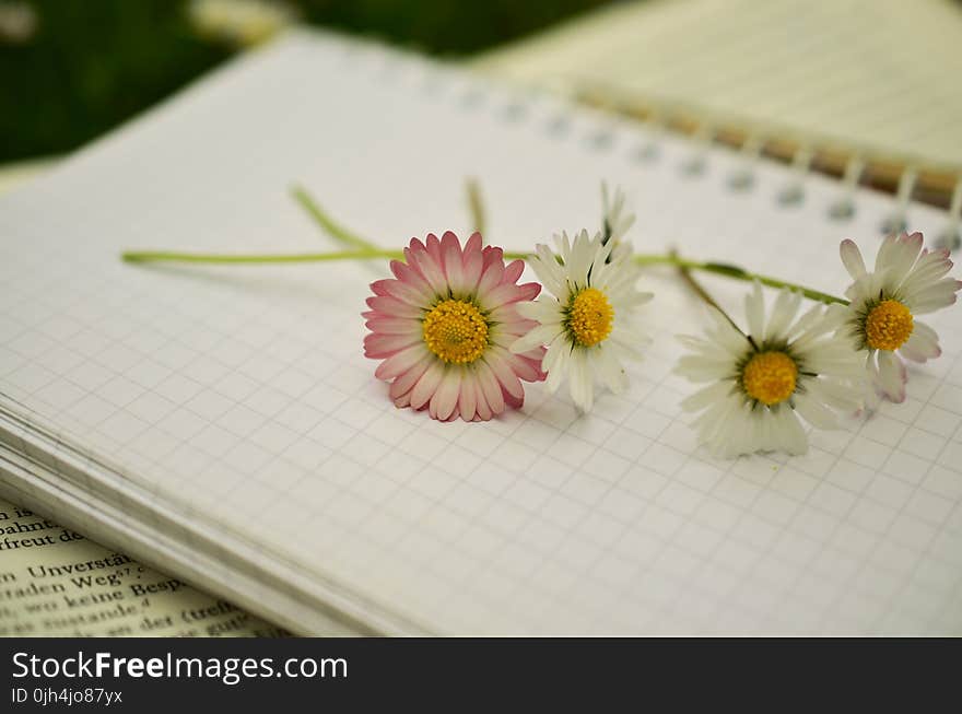 White and Pink Daisy Flower on a White Notebook