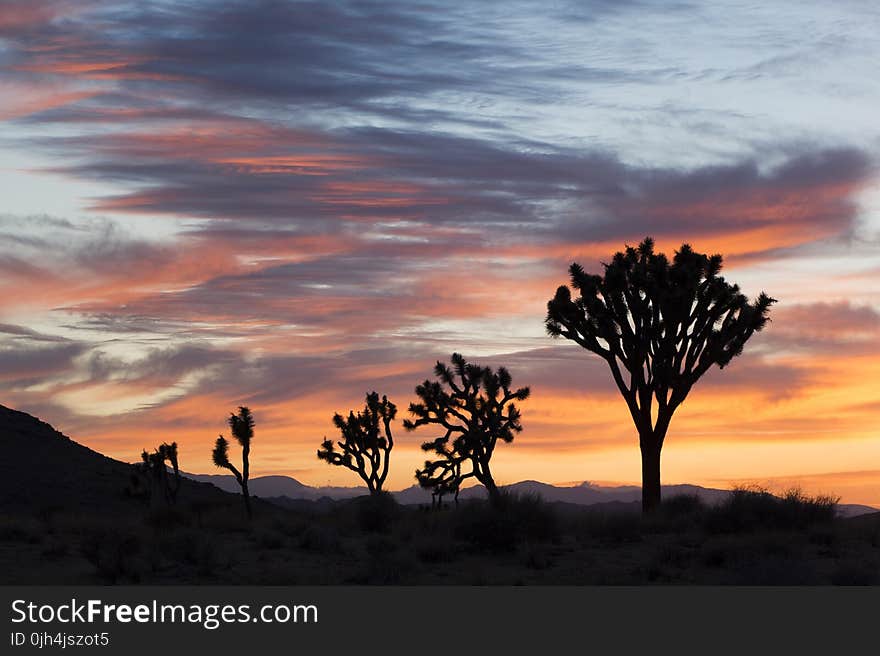 Trees during Sunset