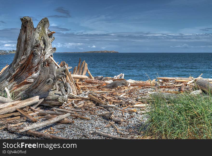 Brown and Gray Tree Near Body of Water