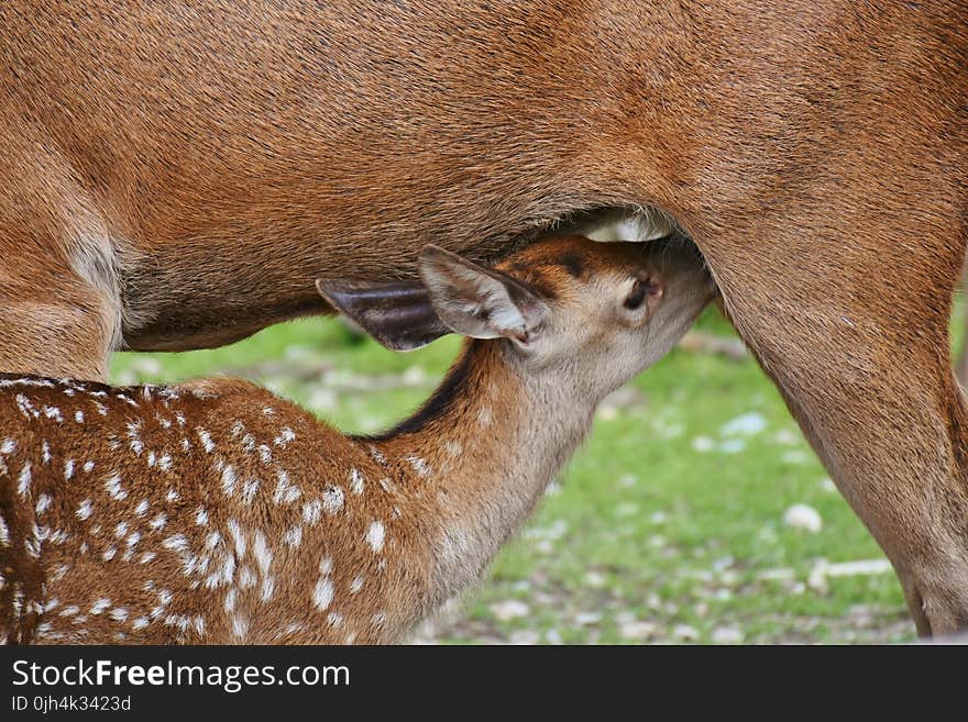 Brown Deer