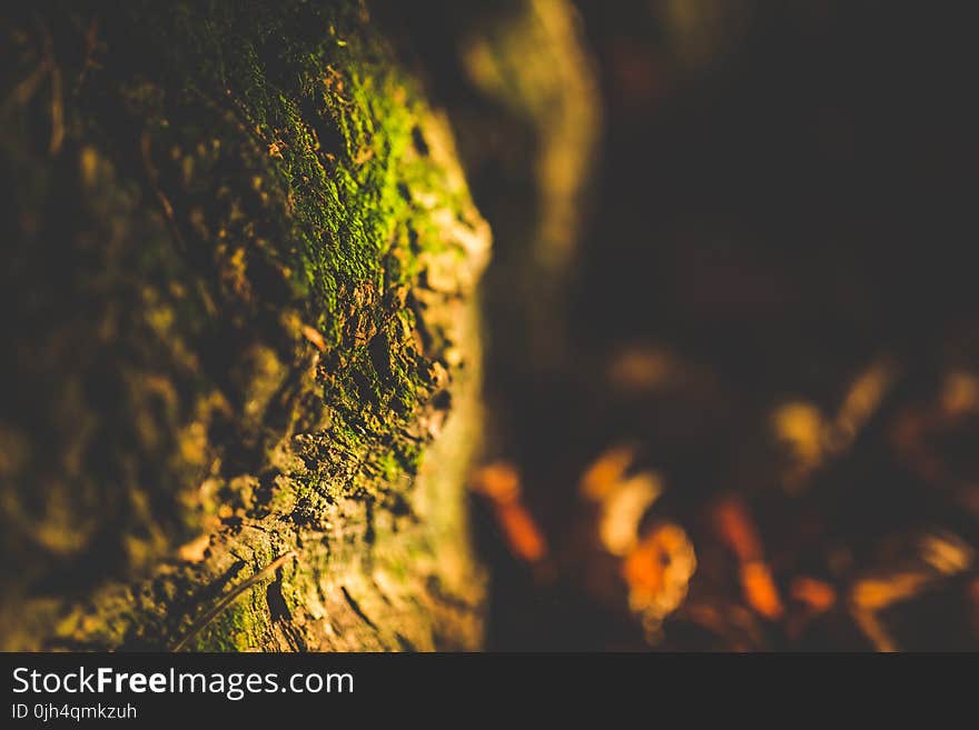 Close Up Shot of Green Moss