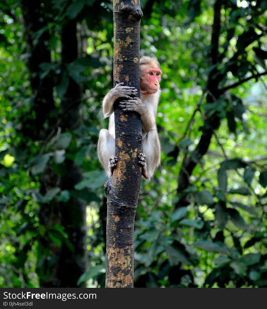 Shallow Focus Photography of Monkey on Tree