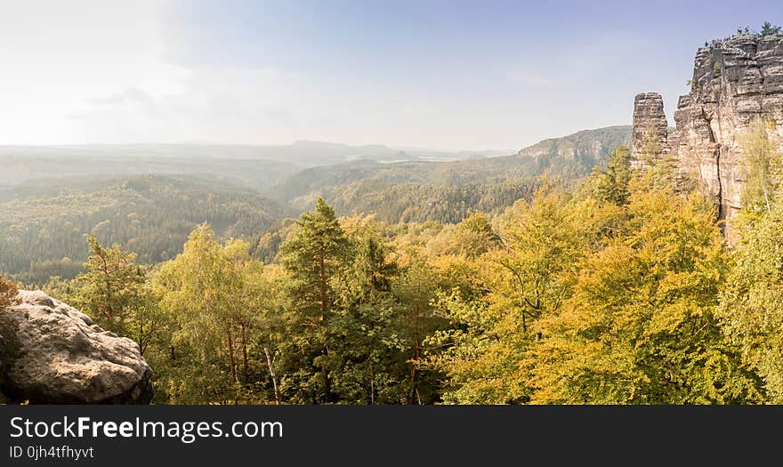 Green Field of Pine Tree