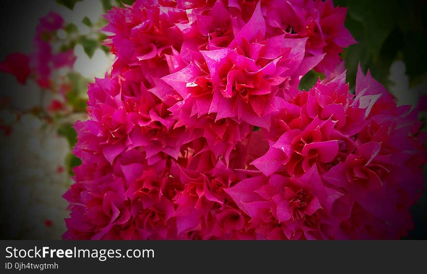 Red Flowers