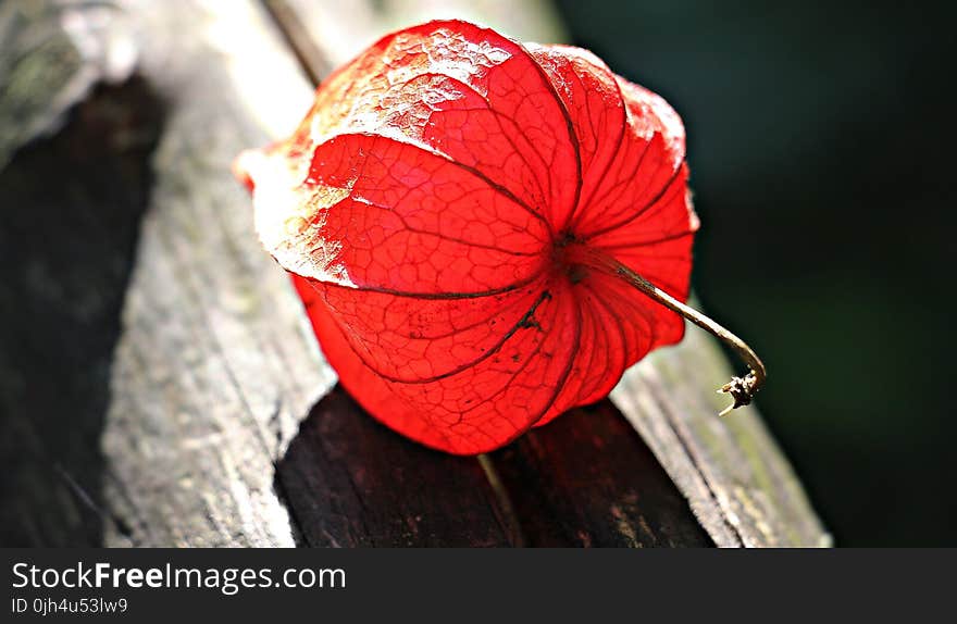 Red Flower on Gray Wooden Plank