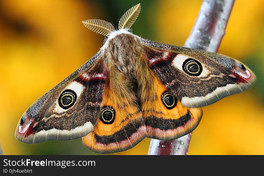 White Brown and Orange Moth