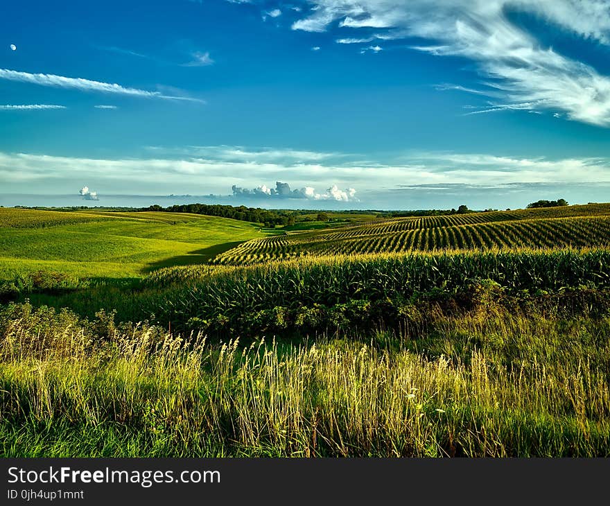 Green Grass Field during Day Time