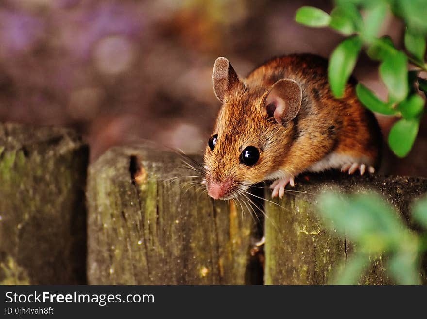 Brown Rodent on Gray Fence Beside Green Leaved Plants Under Sunny Sky