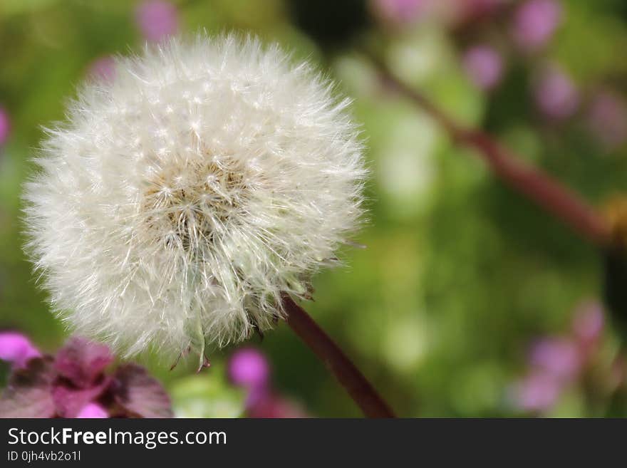 Dandelion in Macro Shot Photography