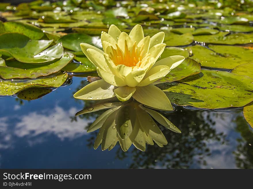 Yellow Petal Flower