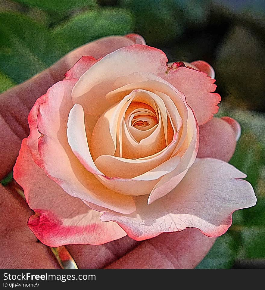 White and Red Petal Rose